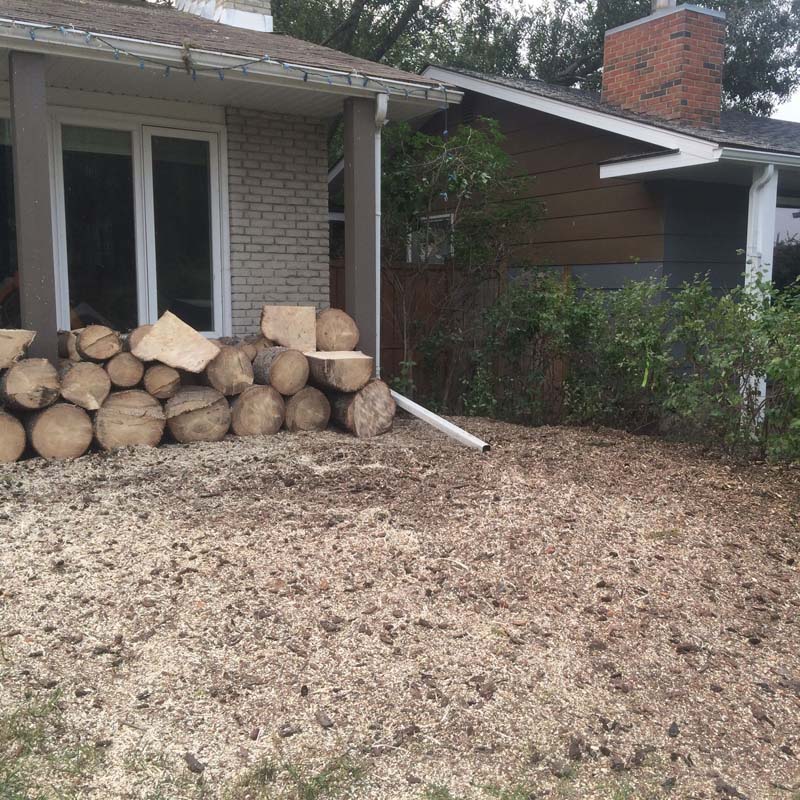 Tree Removal Services Calgary Open Canopy Tree Call 4034661656