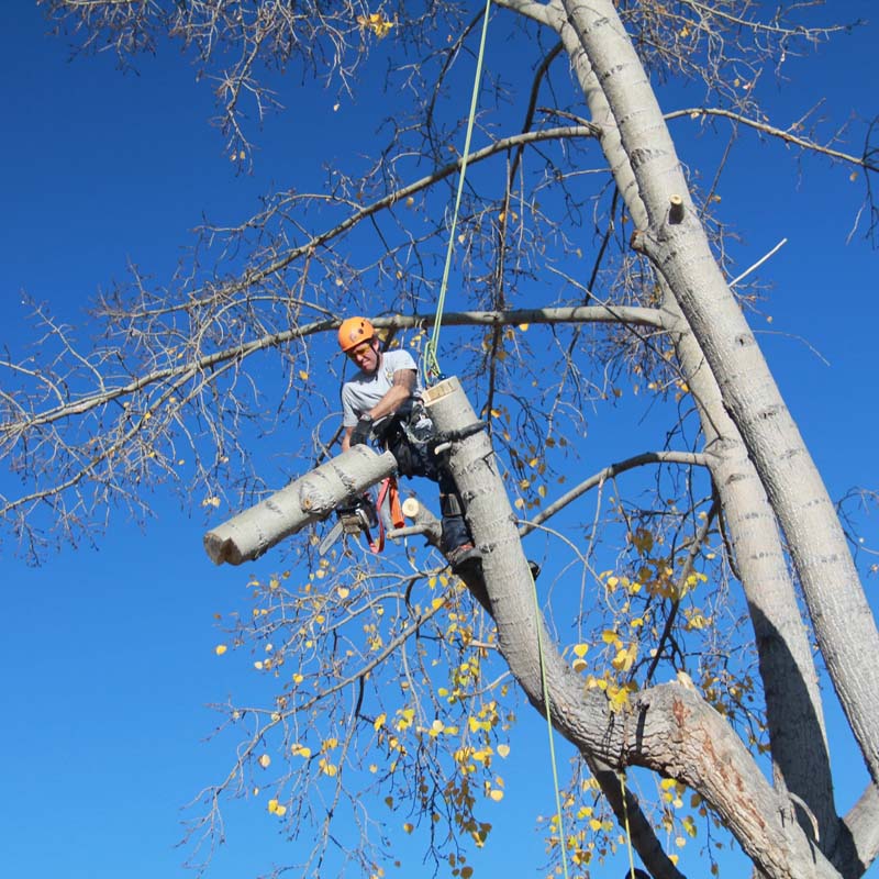 Tree Removal Services Calgary Open Canopy Tree Call 4034661656