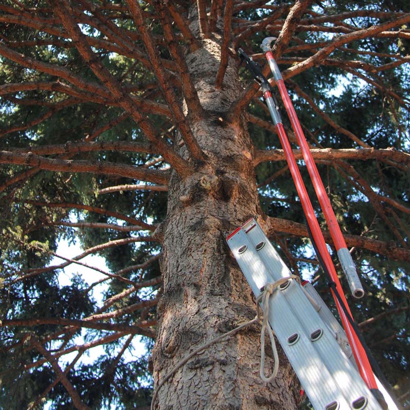 tree-limb2