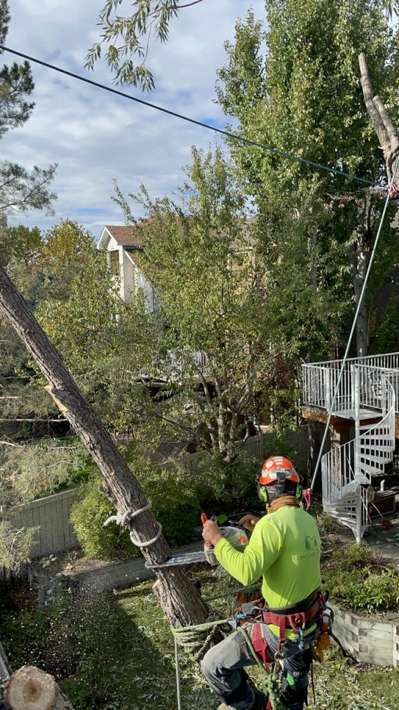 Tree Limb Removal - Open Canopy Tree Co.